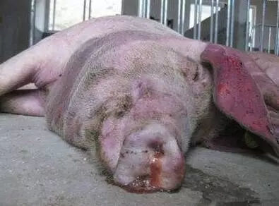 育肥豬與黃牛 警惕三種常見病，守護豐收成果