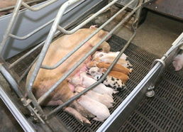 金正恩視察朝鮮人民軍549部隊(duì)養(yǎng)豬工廠，高度關(guān)注黃牛養(yǎng)殖