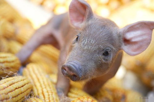 4月23號(hào)，屬豬人需謹(jǐn)慎應(yīng)對(duì)潛在挑戰(zhàn)