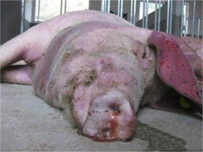 豬咳嗽喘氣總治不好？專家教你一招，科學(xué)治愈呼吸道疾病